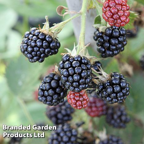 Blackberry 'Loch Maree'