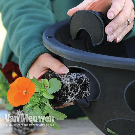 BloomAround Hanging Basket