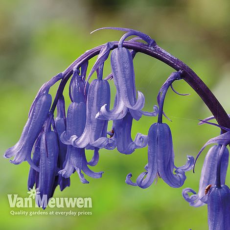 English Bluebells