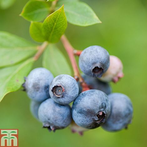 Blueberry 'Duke' & fertiliser