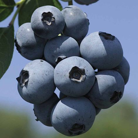 Blueberry 'Brigitta'