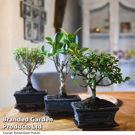 Bonsai Mix in Ceramic Pot