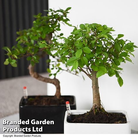 Bonsai Mix In Easy Care Pot