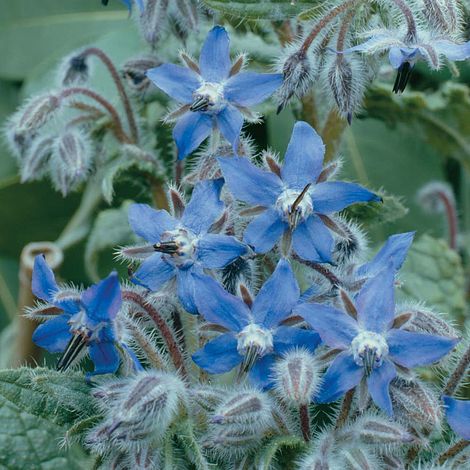 Borage