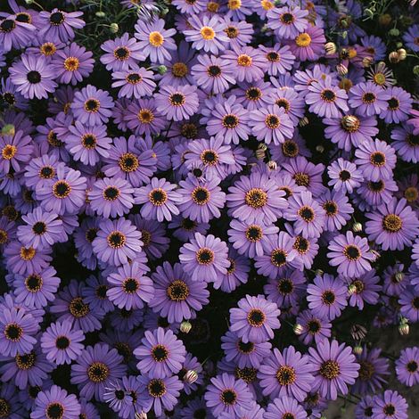 Brachyscome iberidifolia 'Purple Splendour'