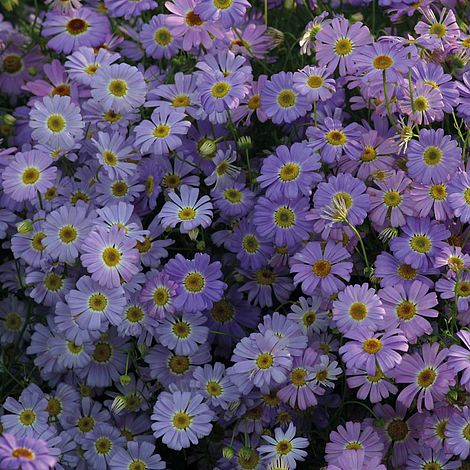 Brachycome iberidifolia 'Little Missy'