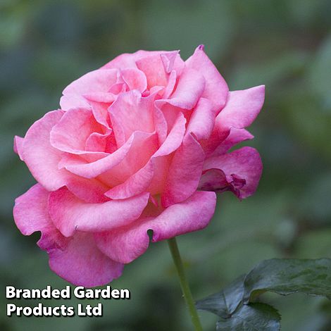 Rose 'Breeder's Choice Pink'