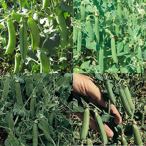 Pea 'British Bred Collection'