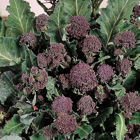 Broccoli 'Redhead' (Purple Sprouting)