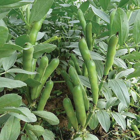 Broad Bean 'Oscar'