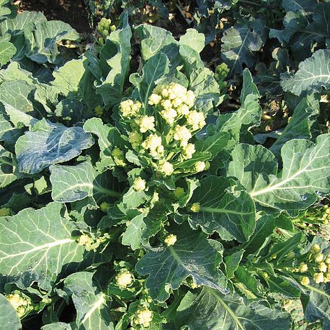 Broccoli 'Burbank' F1 Hybrid (White Sprouting)