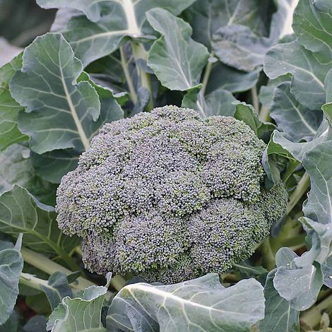 Broccoli 'Ironman' F1 Hybrid (Calabrese)