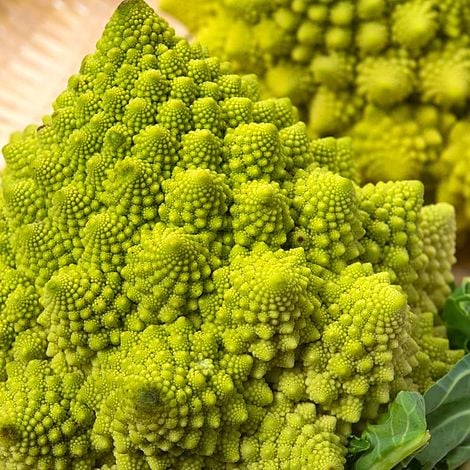 Broccoli 'Romanesco' (Seeds) | Van Meuwen