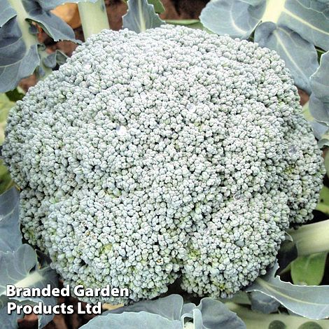 Broccoli 'Stromboli' (Calabrese)