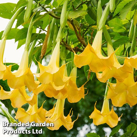 Brugmansia 'Single Yellow'