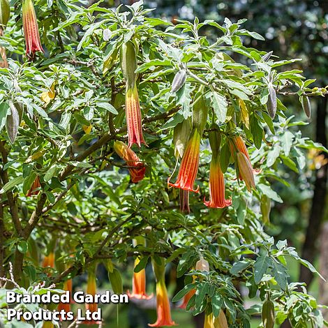 Brugmansia 'Single Red/Orange'