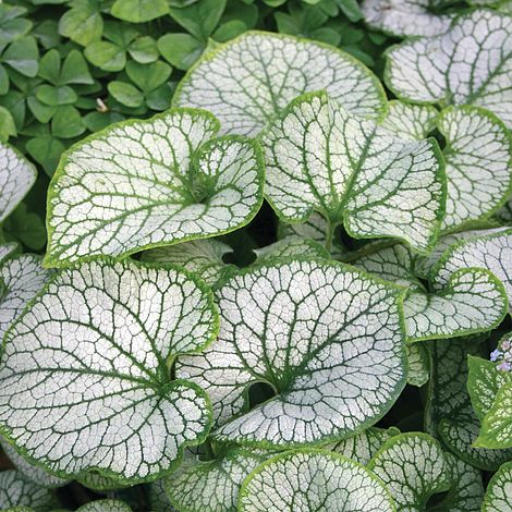 Brunnera macrophylla 'Jack Frost'