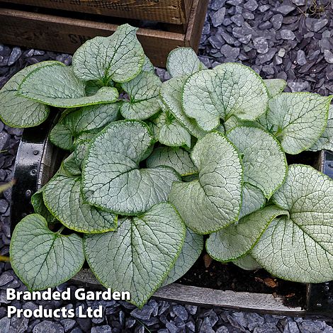 Brunnera macrophylla 'Looking Glass'