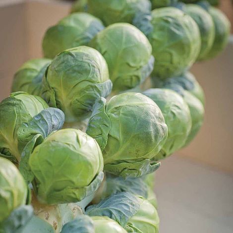 Brussels Sprout 'Brilliant' F1 Hybrid