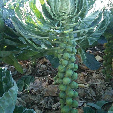Brussels Sprout 'Bright' F1 Hybrid