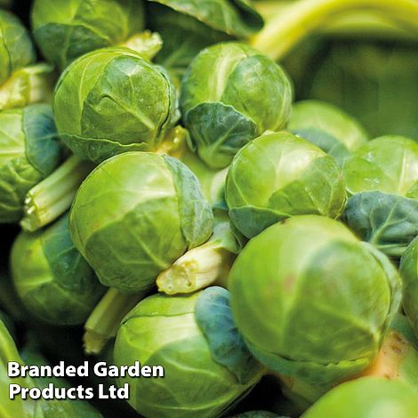 Brussels Sprout Continuity Collection