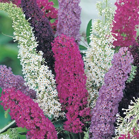 Buddleja davidii (Mixed)