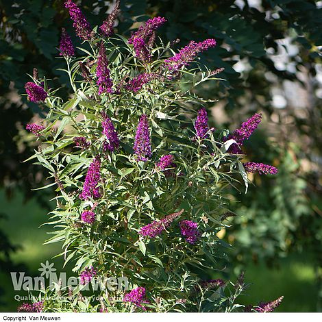 Buddleja 'Butterfly Towers'