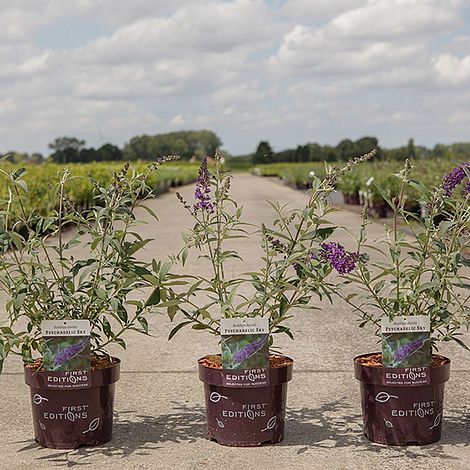 Buddleja davidii 'Psychedelic Sky'