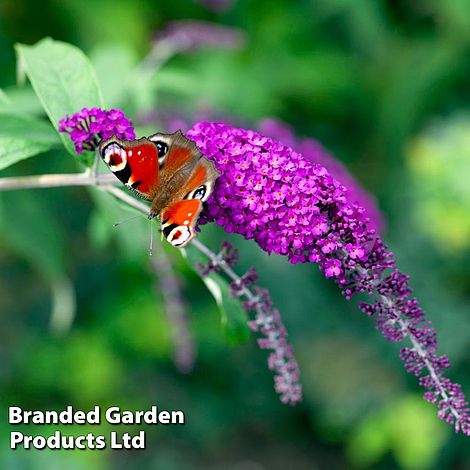 Buddleja davidii 'Royal Red'