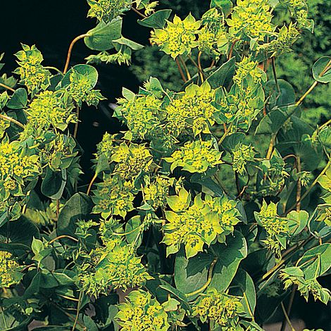 Bupleurum rotundifolium 'Green Gold'