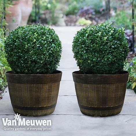 Buxus sempervirens