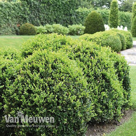 Box Hedging