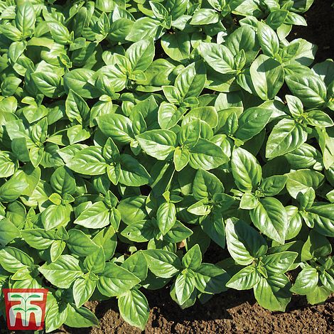 Basil 'British Basil'