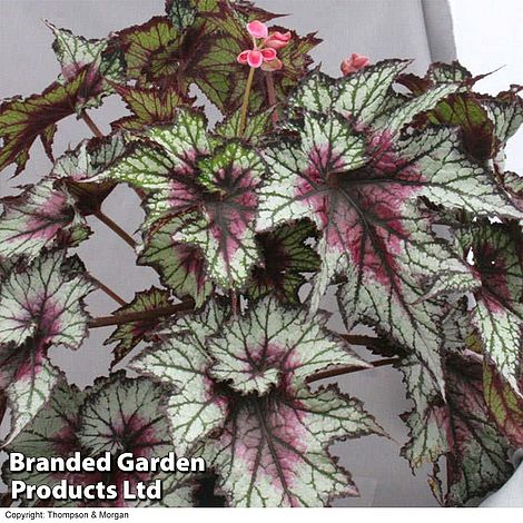 Begonia 'Red Tempest'