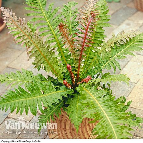 Blechnum brasiliense 'Volcano'