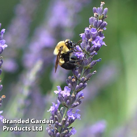 Lavender 'Phenomenal'