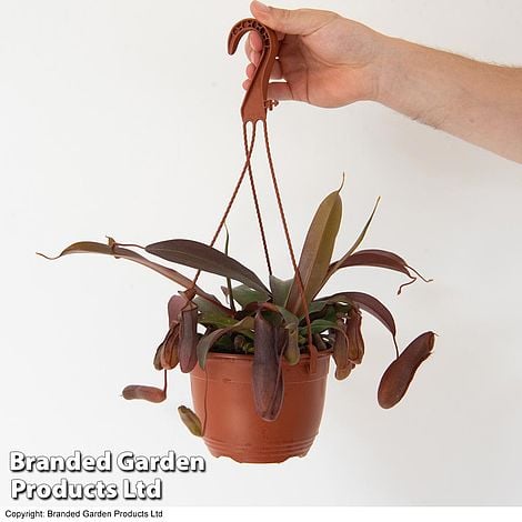 Nepenthes alata Mix Hanging Basket