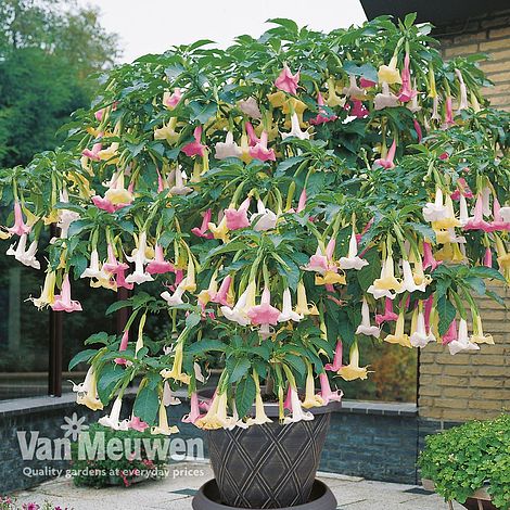 Angels Trumpet Tricolour