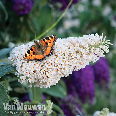 Buddleja 'Buzz® Ivory'