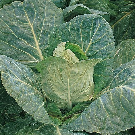 Cabbage 'Durham Early' (Spring)