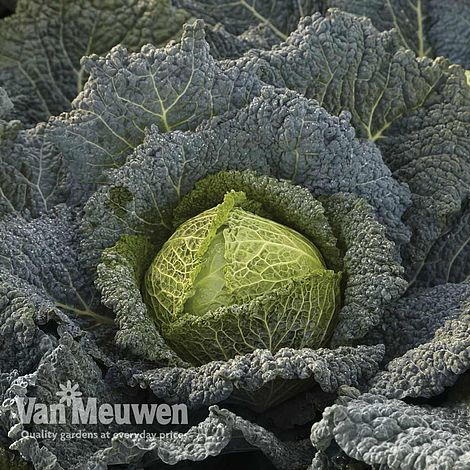 Cabbage 'Cordesa' (Autumn Savoy)