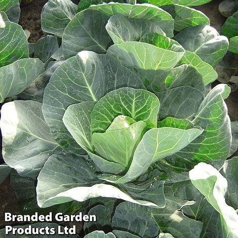 Cabbage 'Winter Jewel'