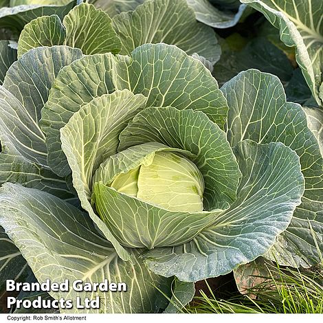 Cabbage 'Green Rich' F1 (Summer/Autumn)