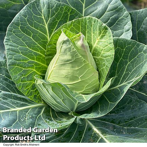 Cabbage 'Marquess' F1 Hybrid (Autumn Sweetheart Type)