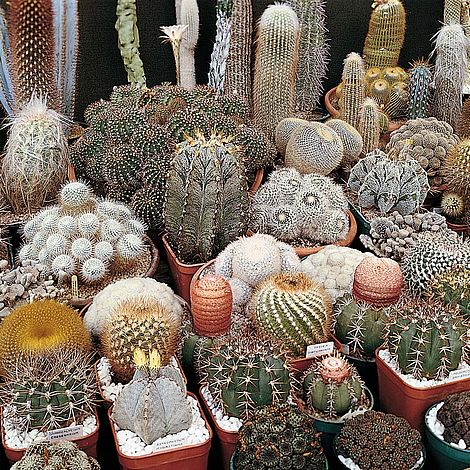 Cactus 'Special Mix'