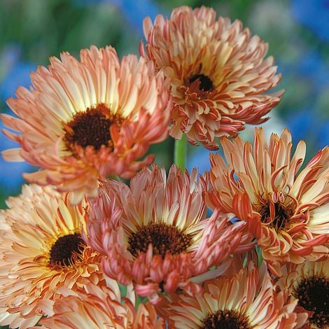 Calendula officinalis 'Sherbet Fizz'