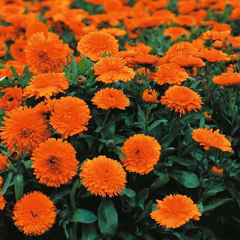 Calendula officinalis 'Candyman Orange'