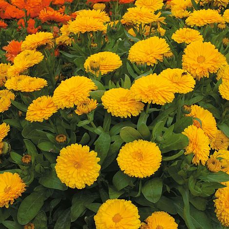 Calendula officinalis nana 'Candyman Yellow'