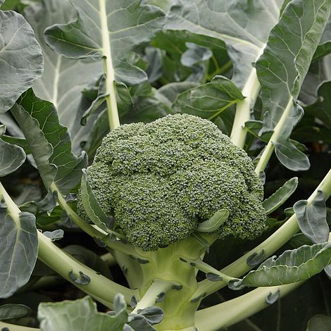 Broccoli 'Monclano' F1 Hybrid (Calabrese)