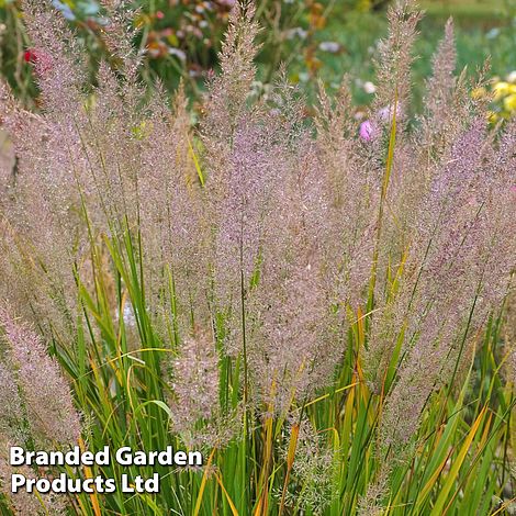 Calamagrostis brachytricha